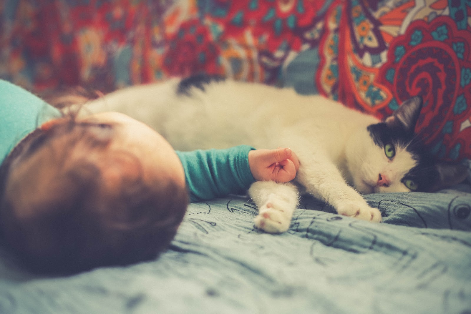 Is it good to have cats and newborn babies? Sepicat