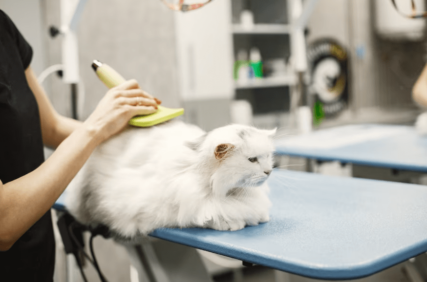 How to bathe your cat Sepicat