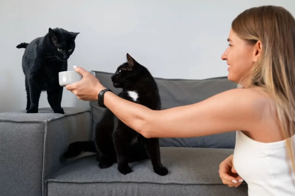 How do cats see us humans Sepicat