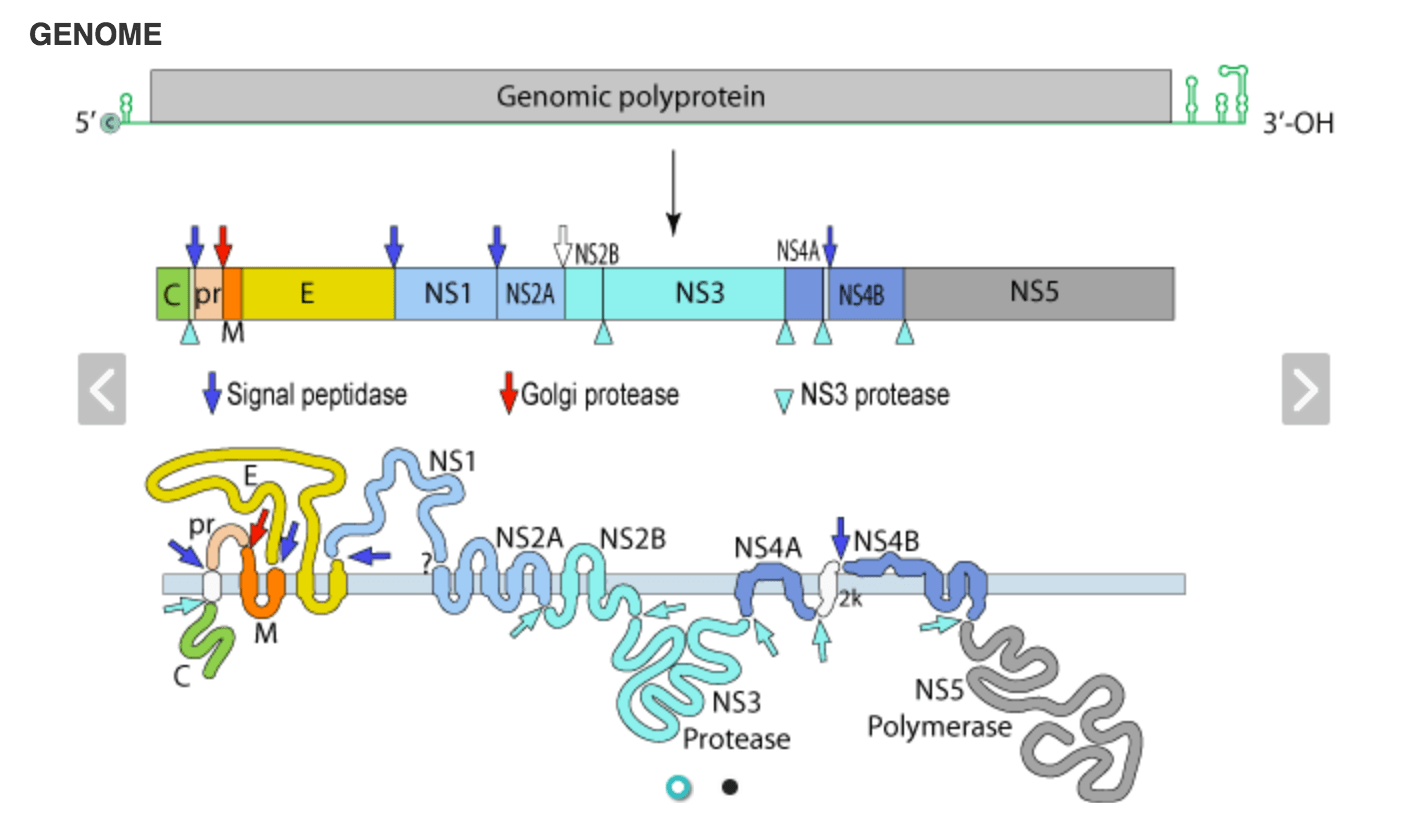 Viral genome sequencing ABRPITraining