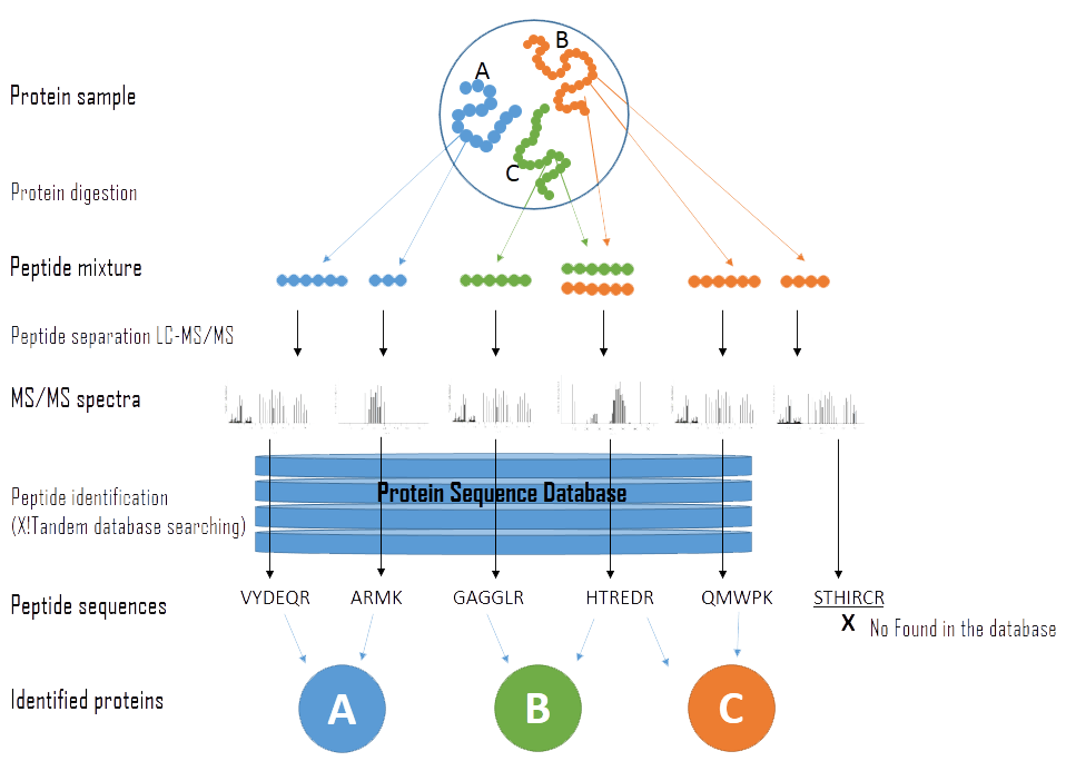 Protein Identification ABRPITraining