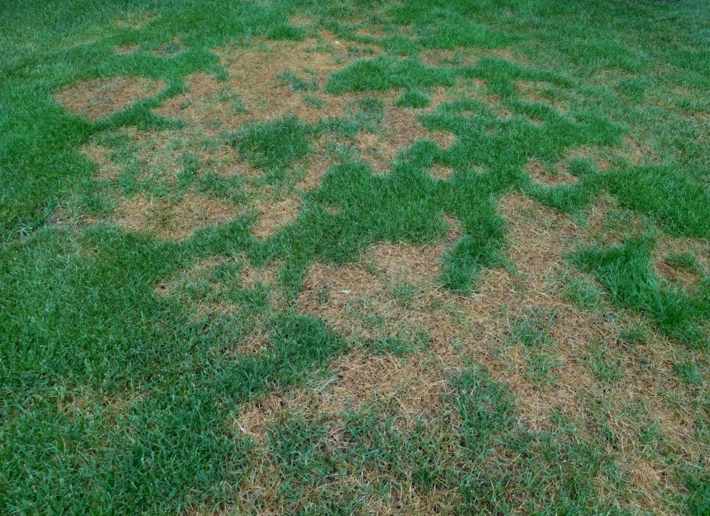 The Demise of Grass Above Septic Tanks Factors and Remedies