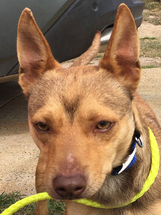 SEQ K9 Rescue Inc Donations SEQ K9 Rescue Inc donations can be made here
