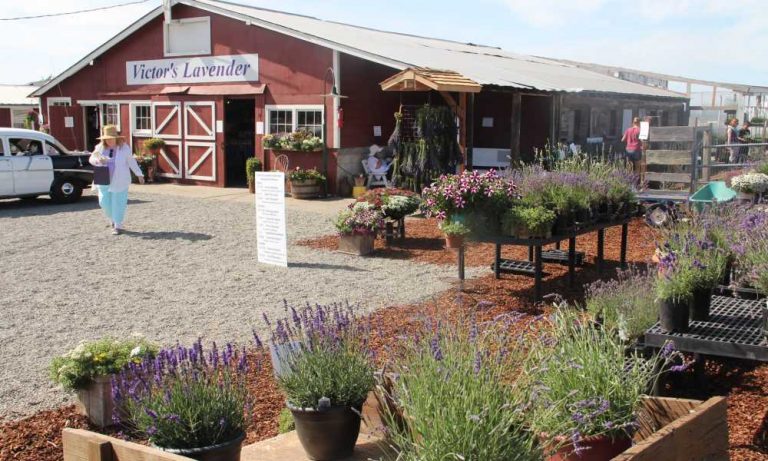 Farms & Gift Shops Sequim Lavender Experience