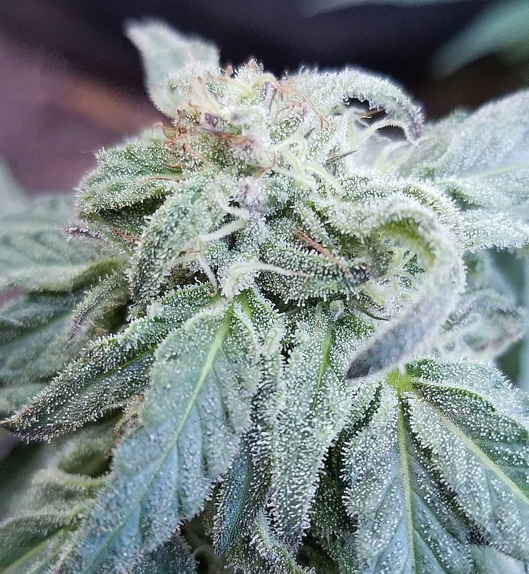 Sequoia Seeds Strains