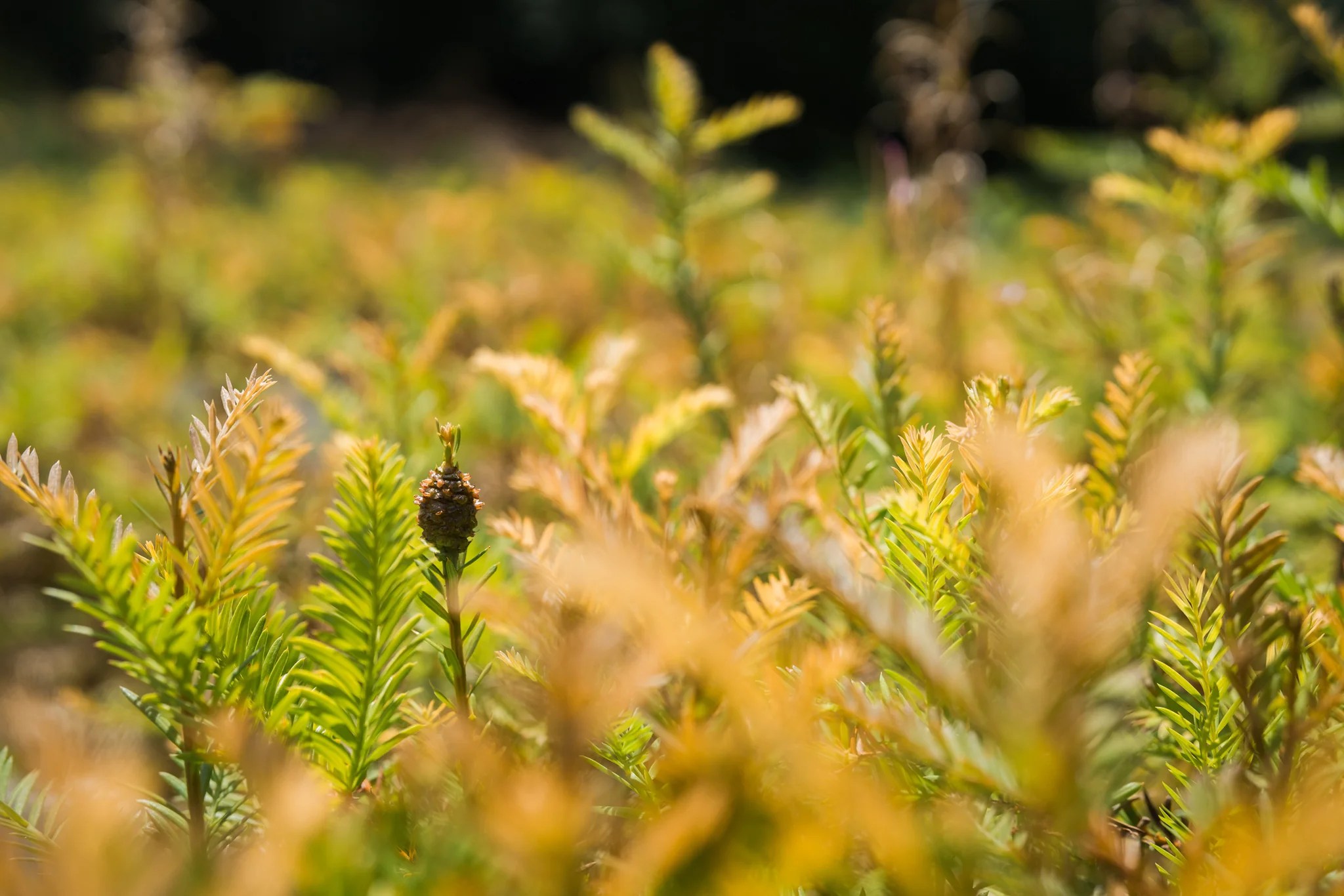 Coast Redwood Lot of 30 Tree Seedlings The Jonsteen Company