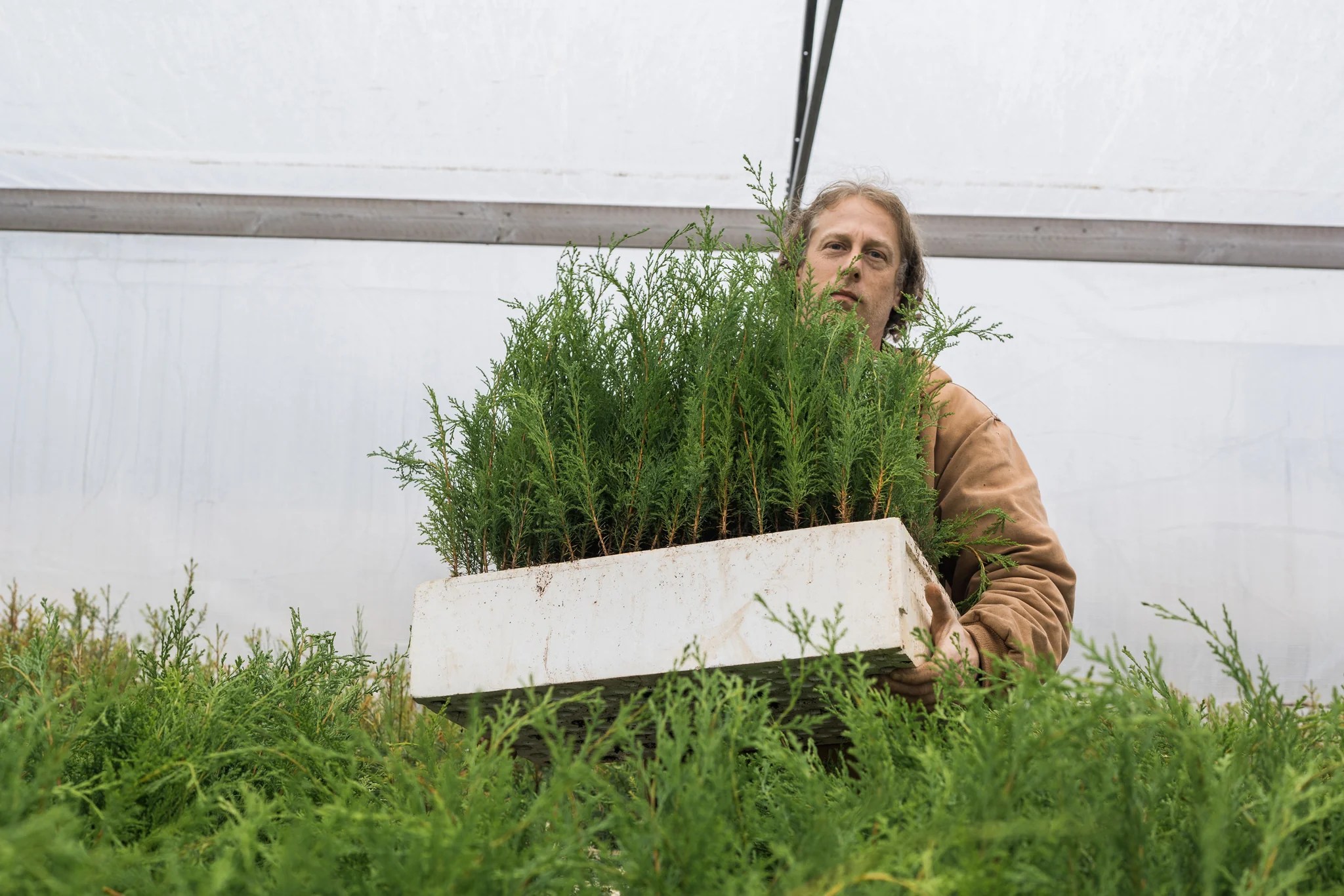 Port Orford Cedar Lot of 30 Tree Seedlings The Jonsteen Company