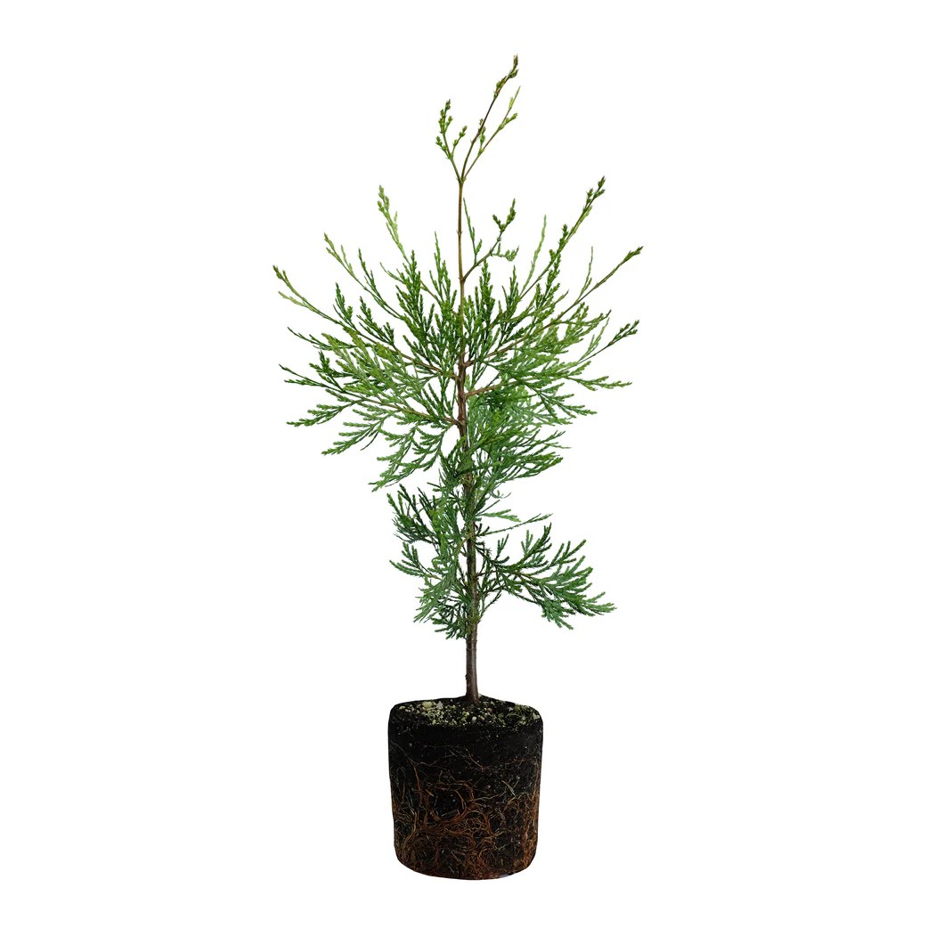 Incense Cedar Large Tree Seedling The Jonsteen Company