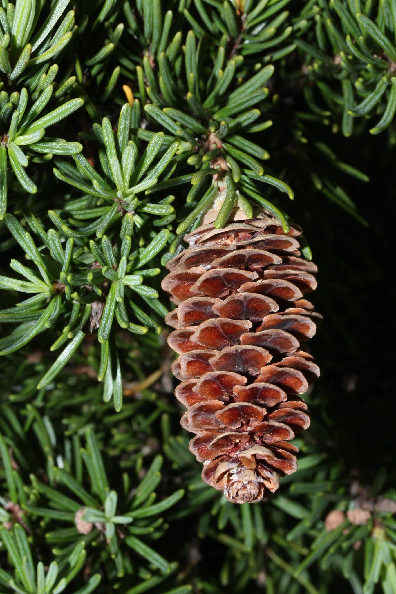 Mountain Hemlock Small Tree Seedling