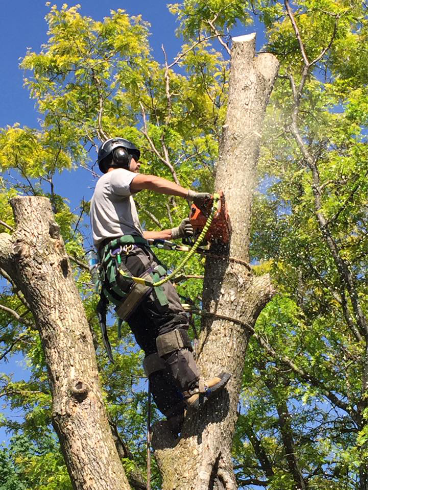 Tree Service Near You in Tottenham ON Tree Removal