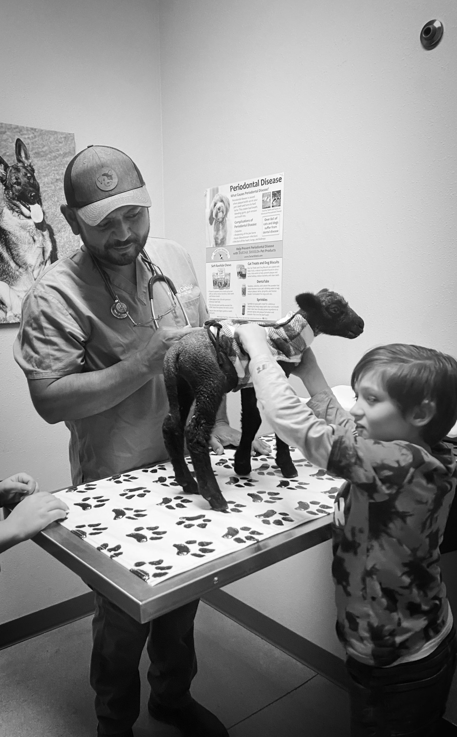 Large Animal Veterinary Services in Tulare, CA Sequoia Veterinary