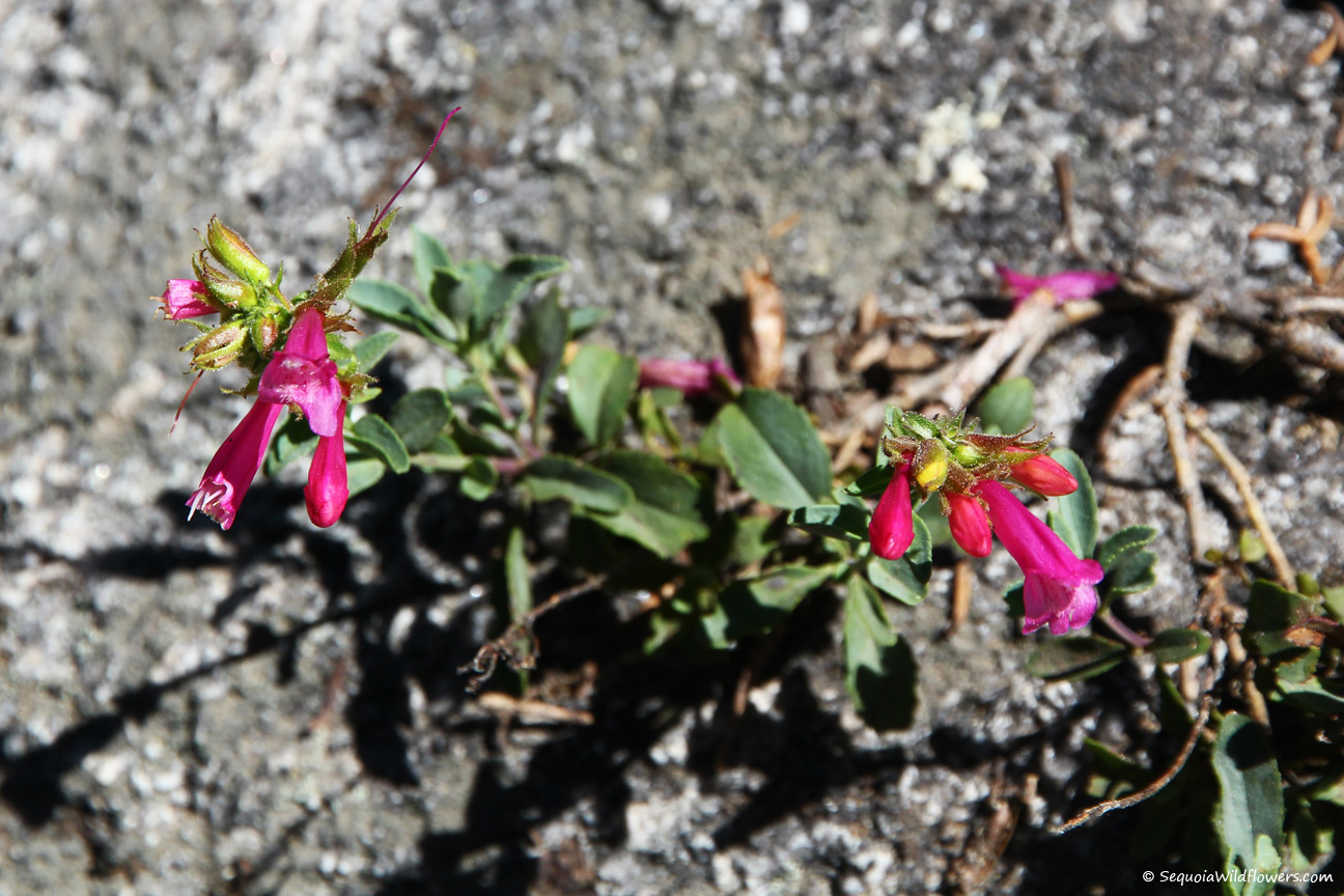 Sequoia Wildflowers
