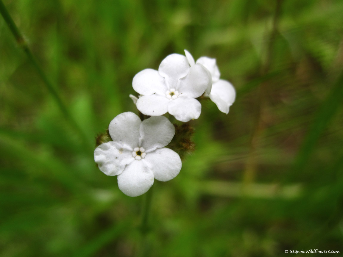 Sequoia Wildflowers