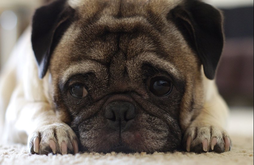 The 12 Best Apartment Dogs to Consider if You Love Furry Friends