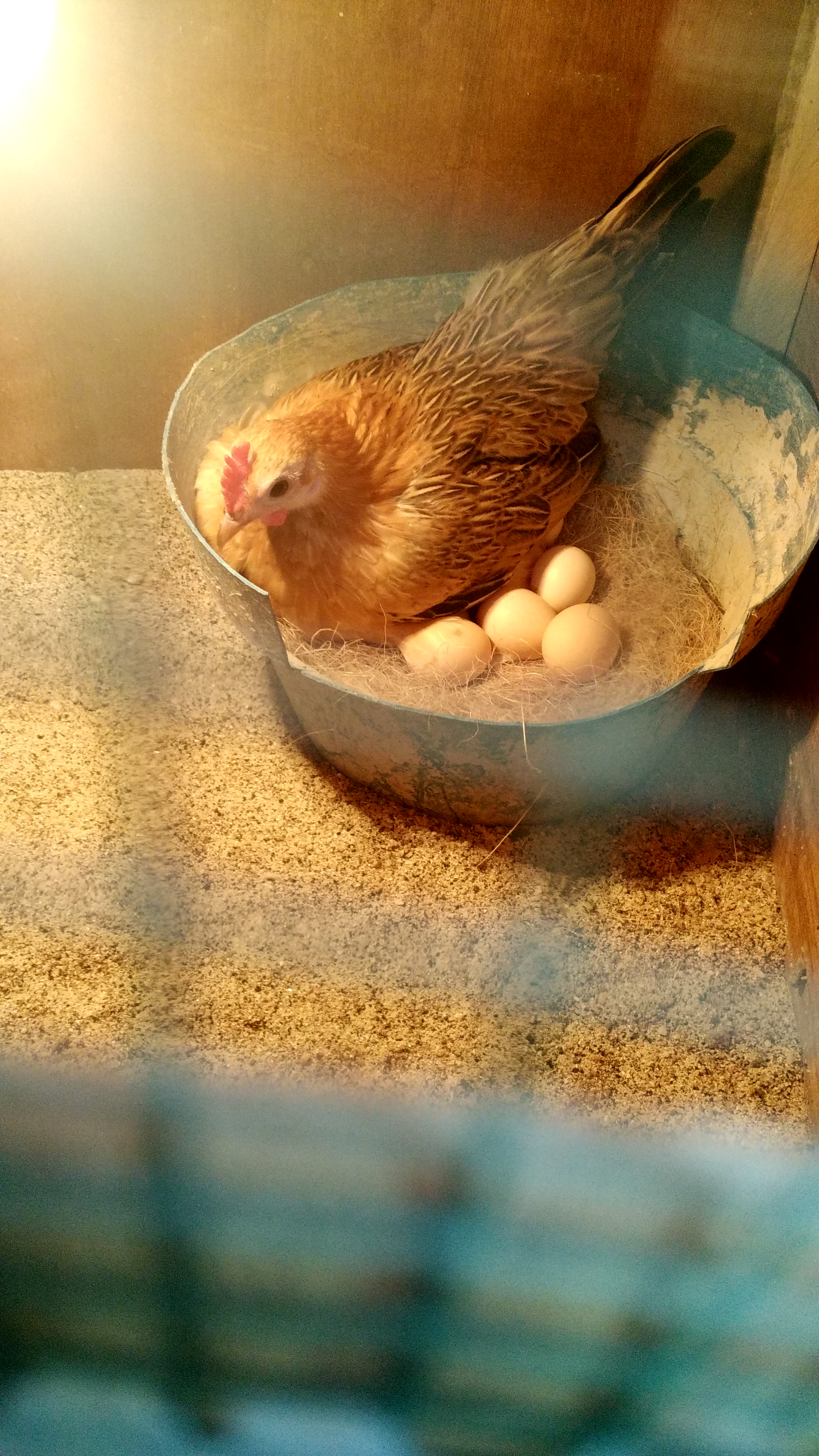 Pengelaman Bertelur Ayam Serama – SERAMA DOFLAMINGO FARM