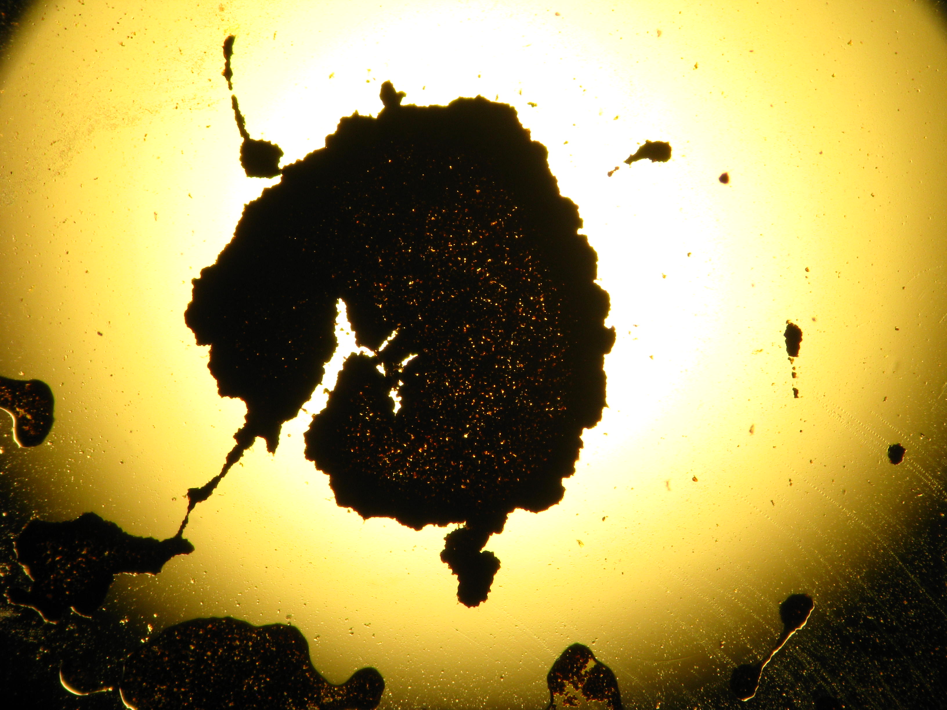 Massachusetts Oyster Project Interesting Article on Dermo Oyster Disease