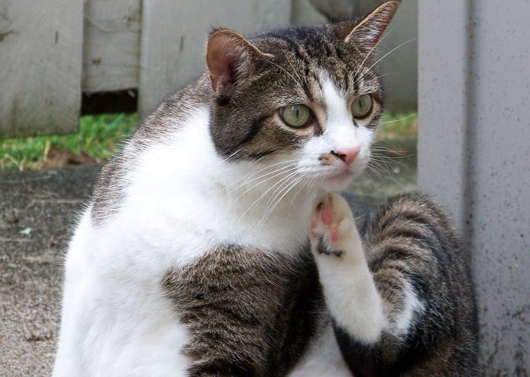 Natural Remedies For Cat Allergies in Humans SERC Online