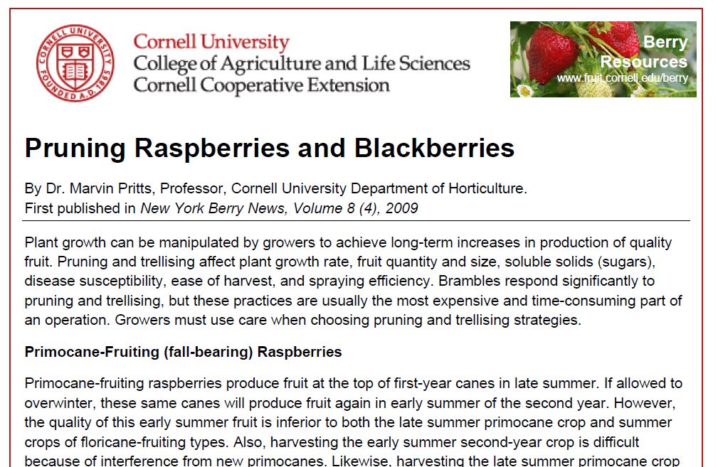 Pruning Raspberries and Blackberries Southeast Regional Fruit