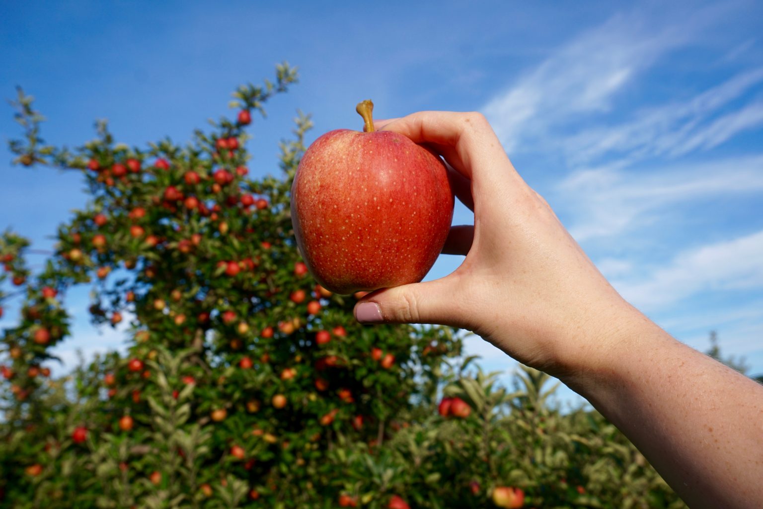 Best Orchards for Apple Picking in the Hudson Valley near New York City