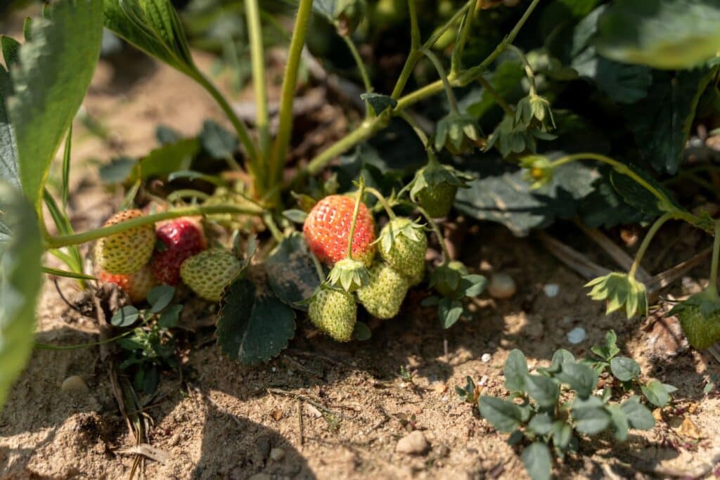 Strawberry Picking Near New York City (in New Jersey and Long Island)