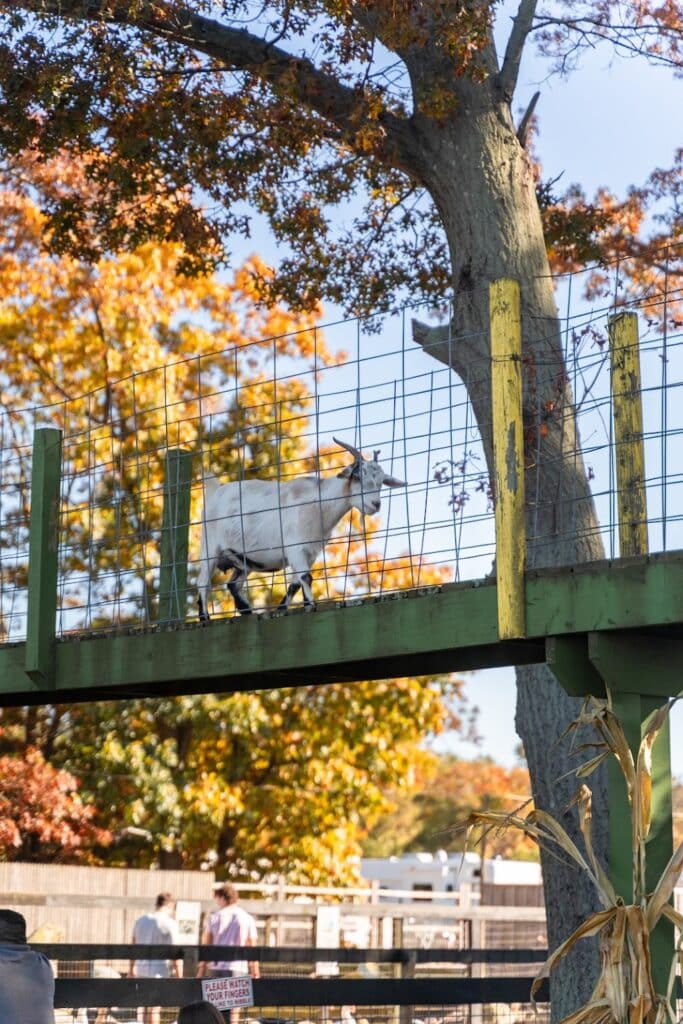 Best Farms for Pumpkin Picking on Long Island, New York
