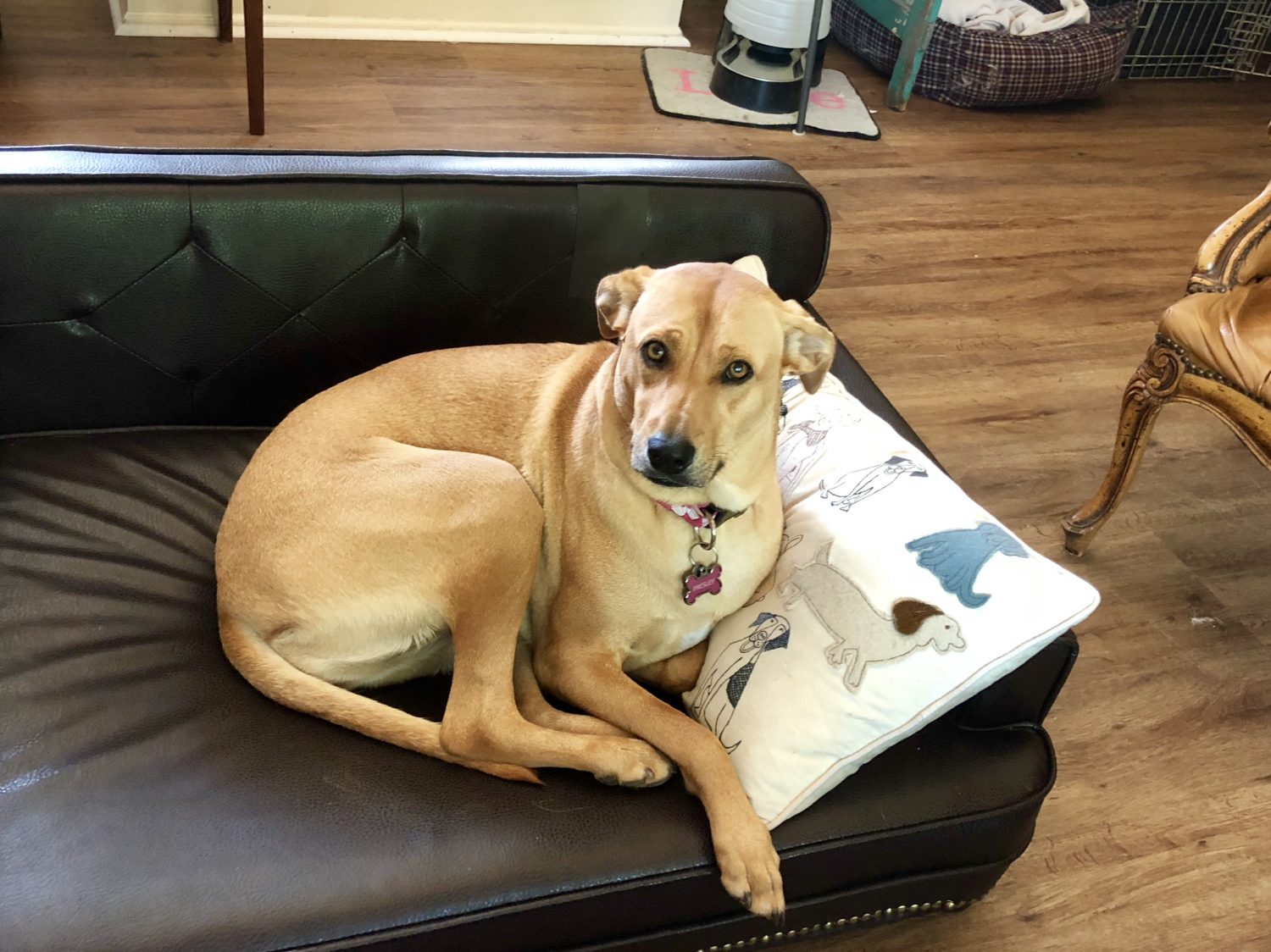 Gallery Serenity Dog Retreat Newnan