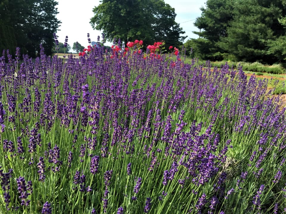 Blog Serenity Lavender