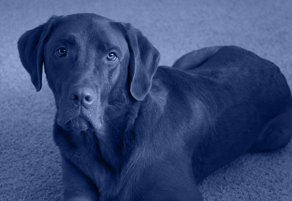 Making the Decision Serenity InHome Pet Euthanasia