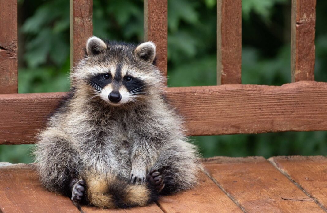 Pesky Pests Why Is It Worth Catching Raccoons (2024) Seriable