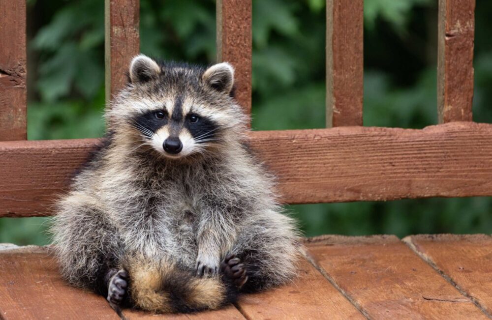 Pesky Pests Why Is It Worth Catching Raccoons (2024) Seriable
