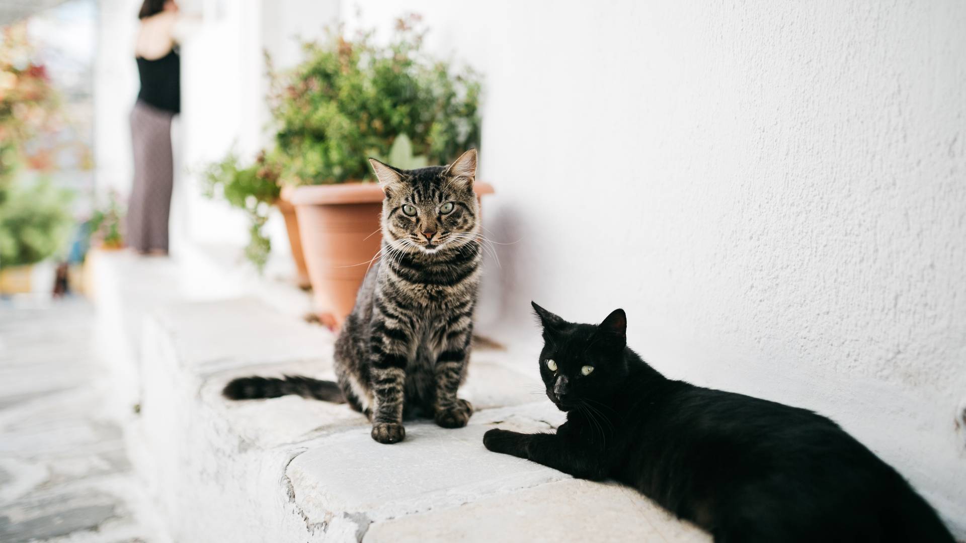 The Cats Came Back Serial Marketer