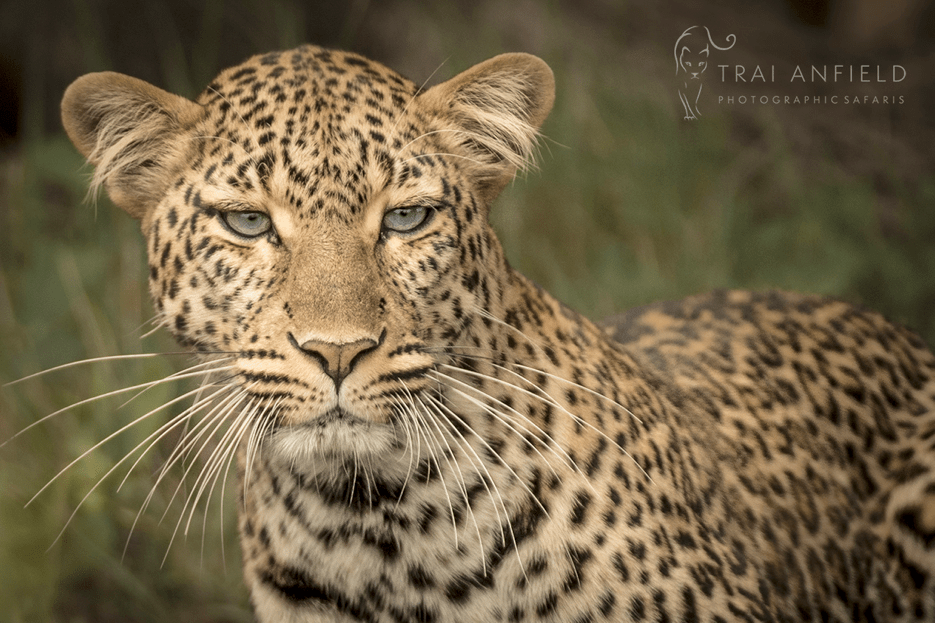 leopard flow cat