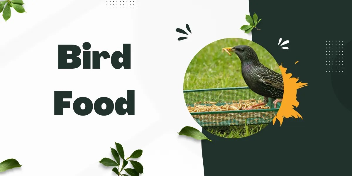 Bird Food The UAE Series