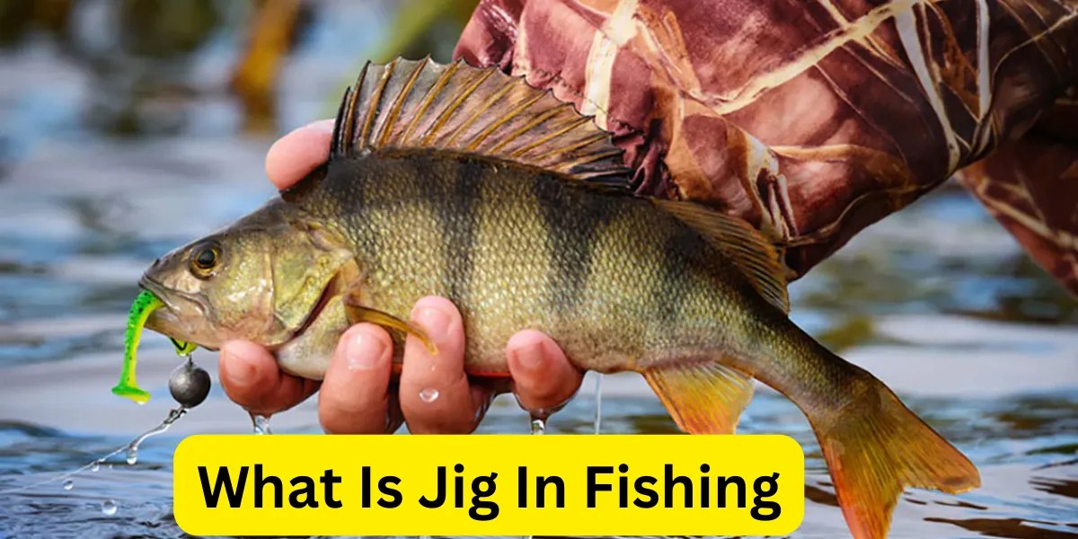 Discover the Basics of Jig in Fishing