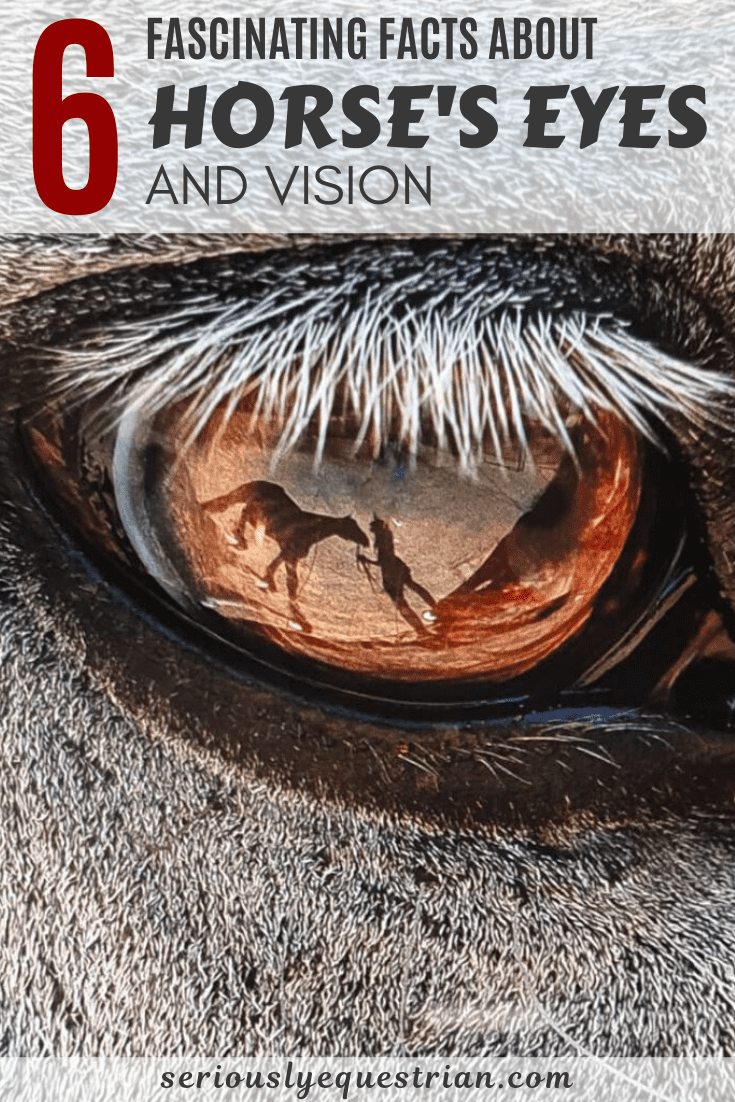 6 Facts about Horse Vision that you didn't Know Seriously Equestrian