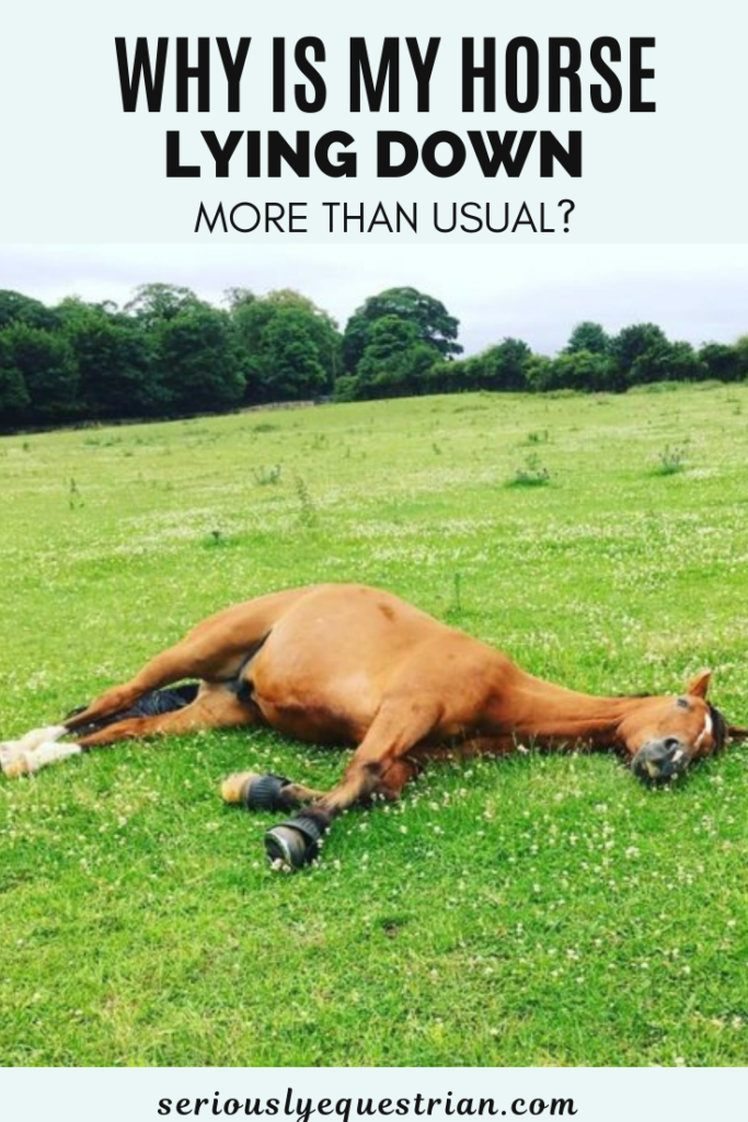 Why Is My Horse Lying Down More Than Usual? Seriously Equestrian