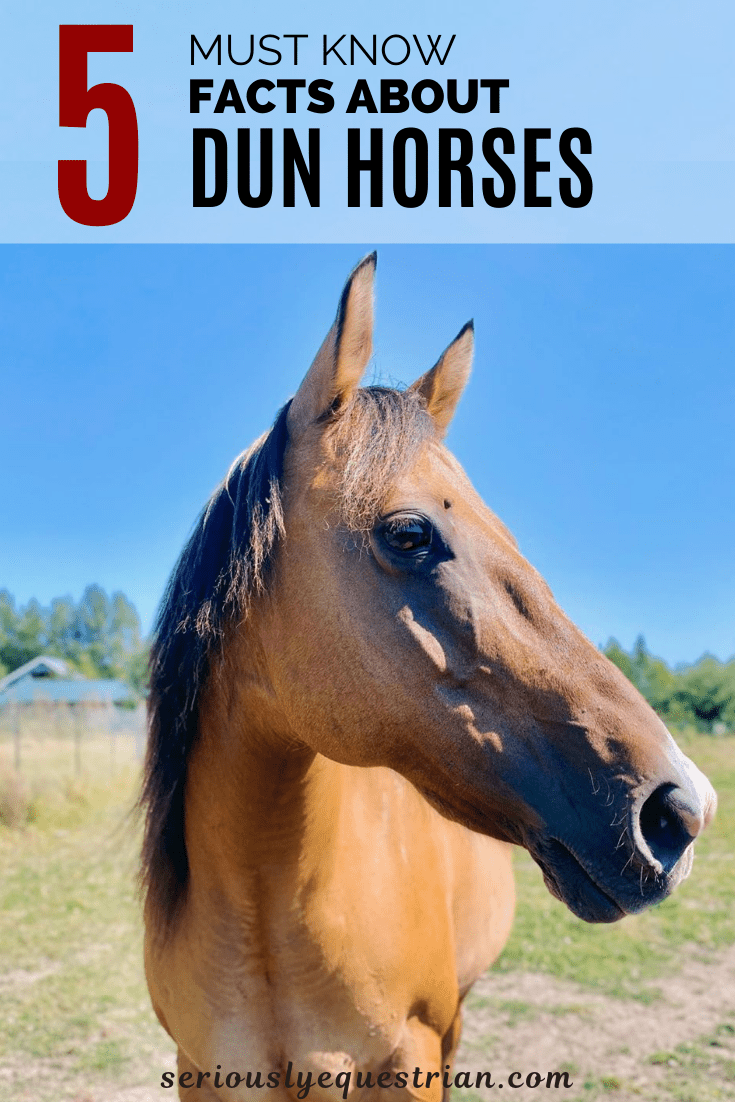 5 Must Know Facts About Dun Horses Seriously Equestrian