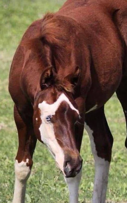 Bald Face Horse and other Horse Markings Explained Seriously Equestrian
