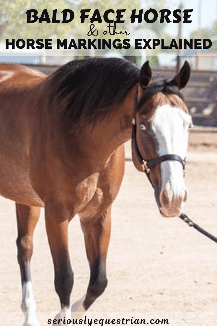 Bald Face Horse and other Horse Markings Explained Seriously Equestrian