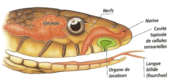 Anatomie et morphologie des serpents