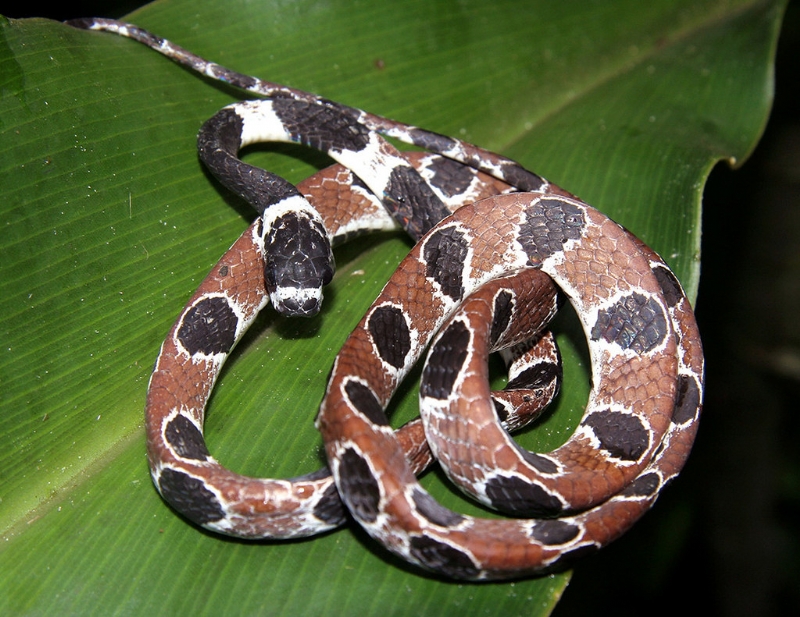 Serpentes do Brasil °..
