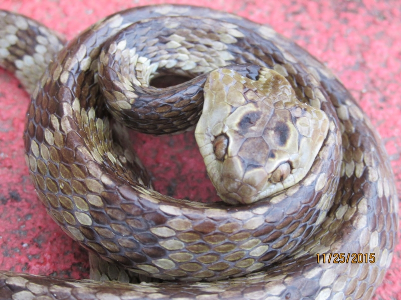 Serpentes do Brasil °..
