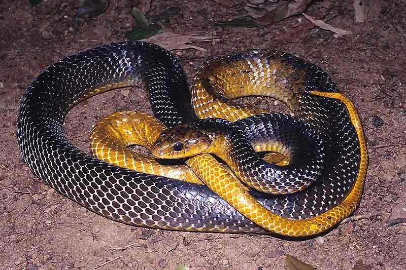 Serpentes do Brasil °..