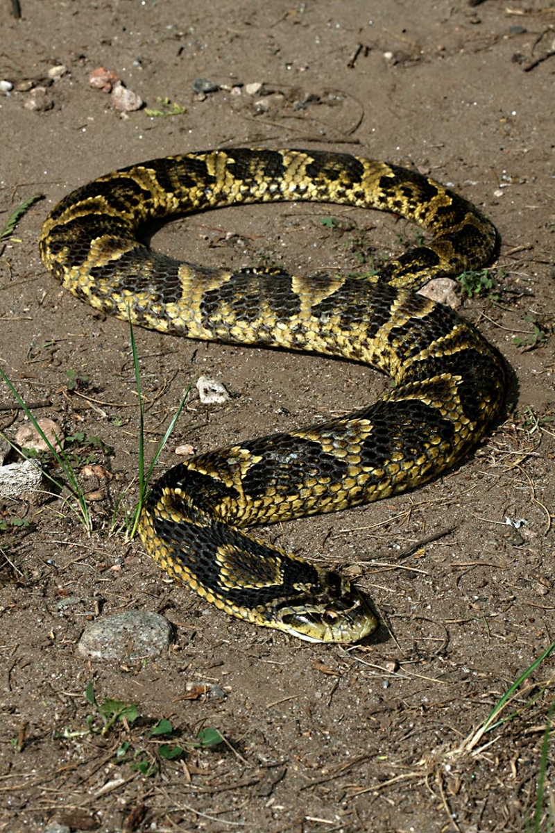 Serpentes do Brasil °..