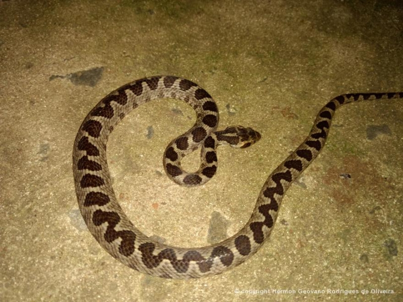Serpentes do Brasil °..