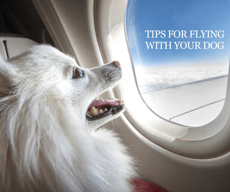 Tips For Flying With Your Dog Serra Veterinary Hospital