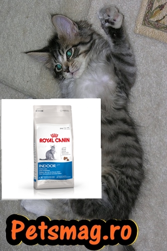 maine_coon_2