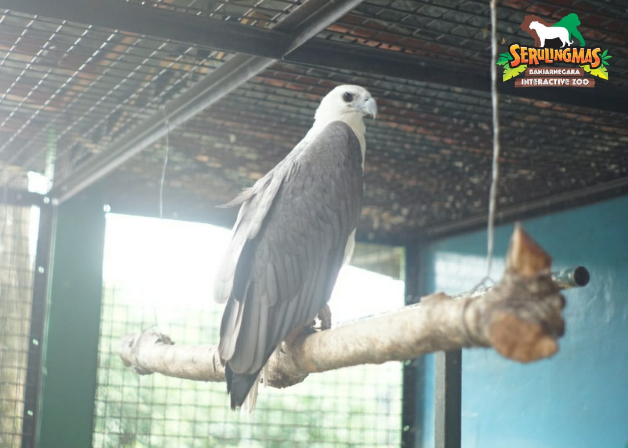 Elang Laut Perut Putih – Serulingmas Zoo