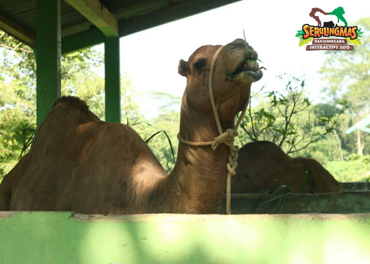 Unta Punuk Satu Serulingmas Zoo