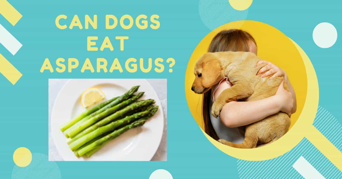 Can dogs eat Asparagus Side effects vs Benefits